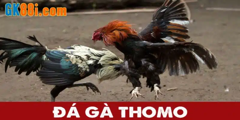 Đá gà Thomo